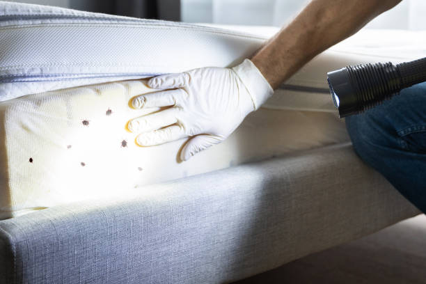 Best Ant Control Services  in Colorado City, TX
