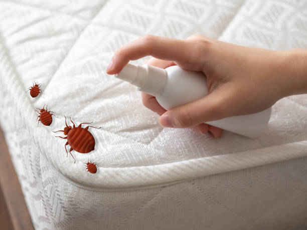 Reliable Colorado City, TX Pest Control Solutions